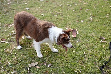 Lifestyle - Kew Apartments