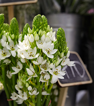 Lifestyle - Kew Apartments